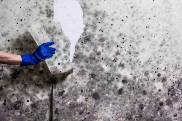 Best Same-Day Mold Removal  in Folcroft, PA